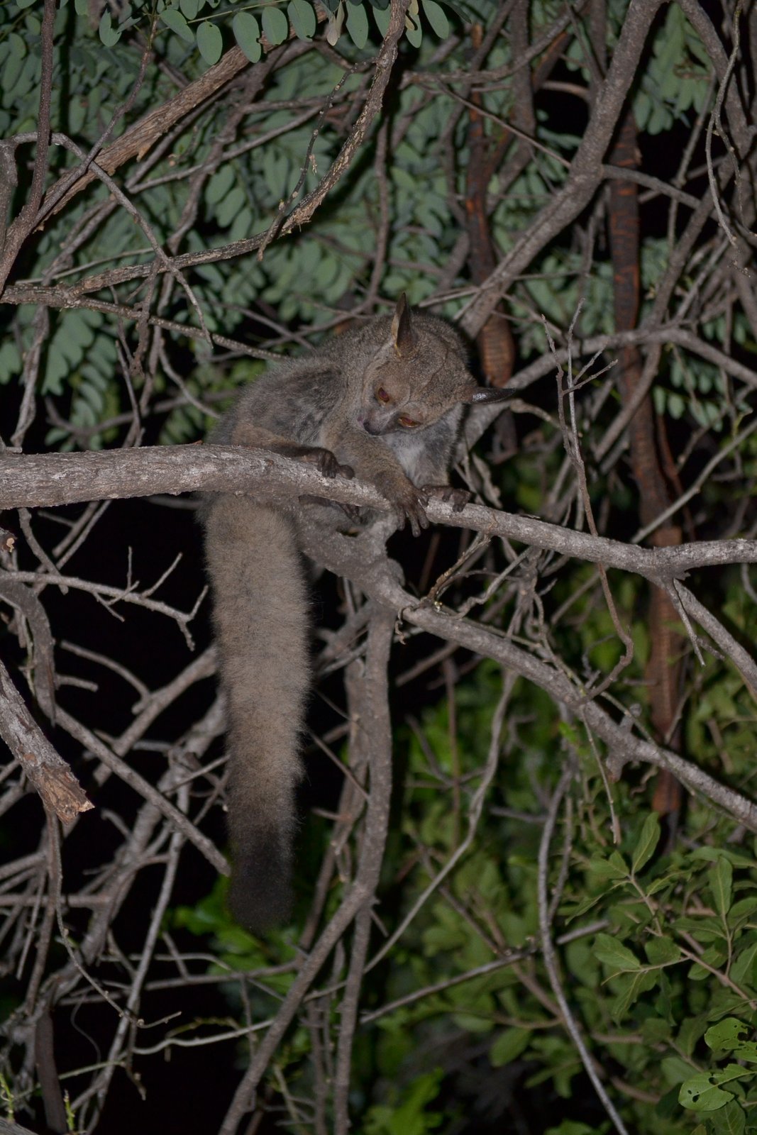 Image of Greater galago