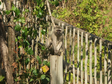 Image of Vervet Monkey