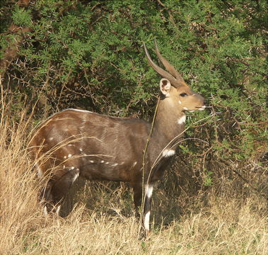 Image of Bushbuck