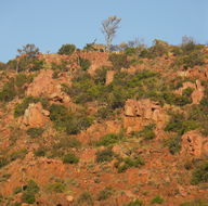 Image of Greater Kudu