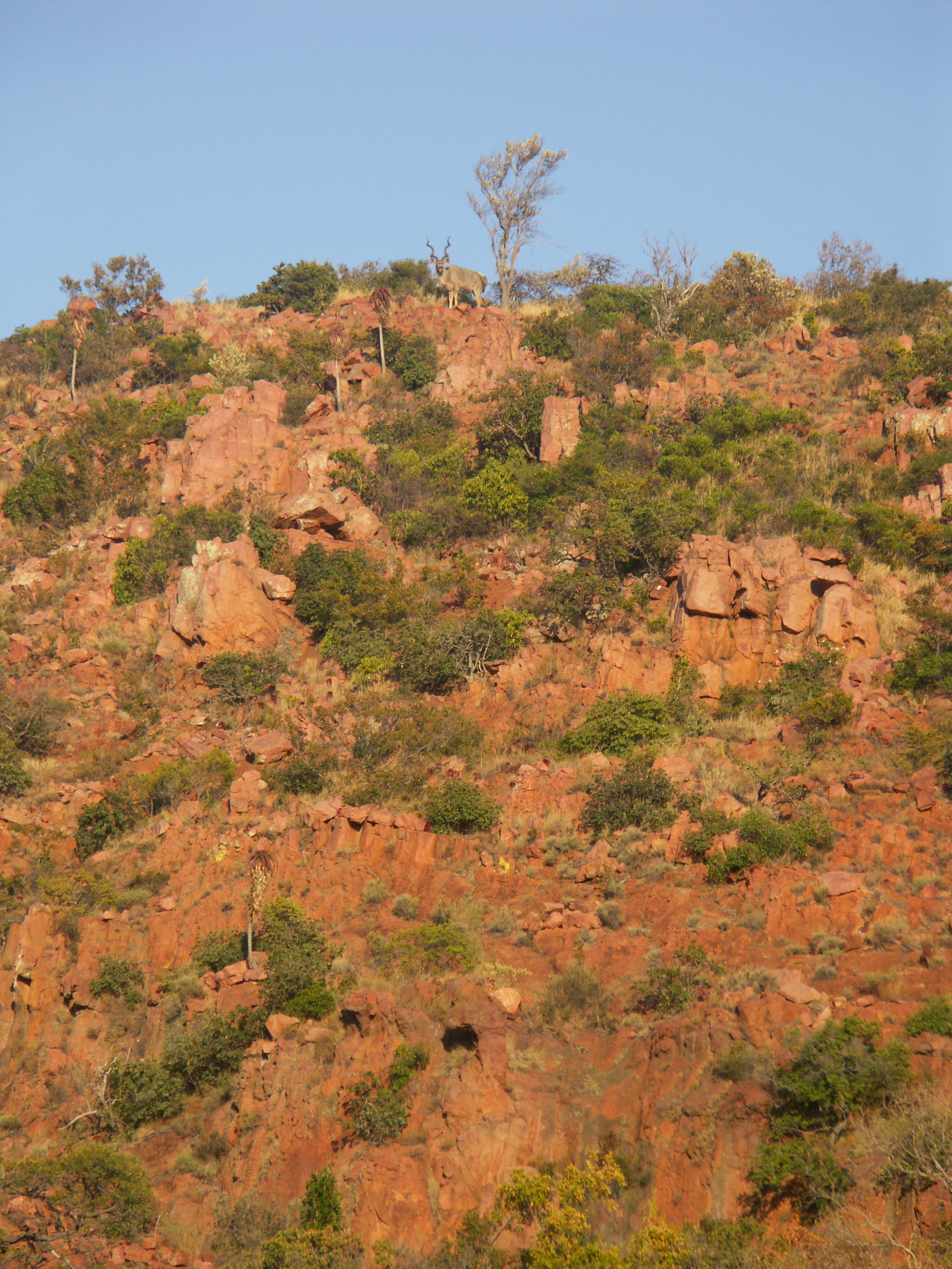 Image of Greater Kudu