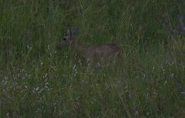 Image of Southern Reedbuck