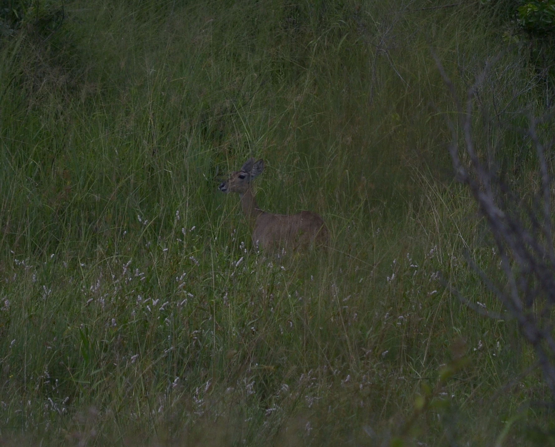 Image of Southern Reedbuck