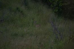 Image of Southern Reedbuck