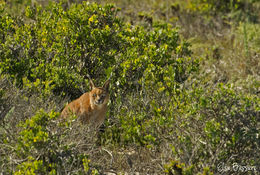 Image of Caracals