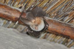 Image of Cape Long-eared Bat