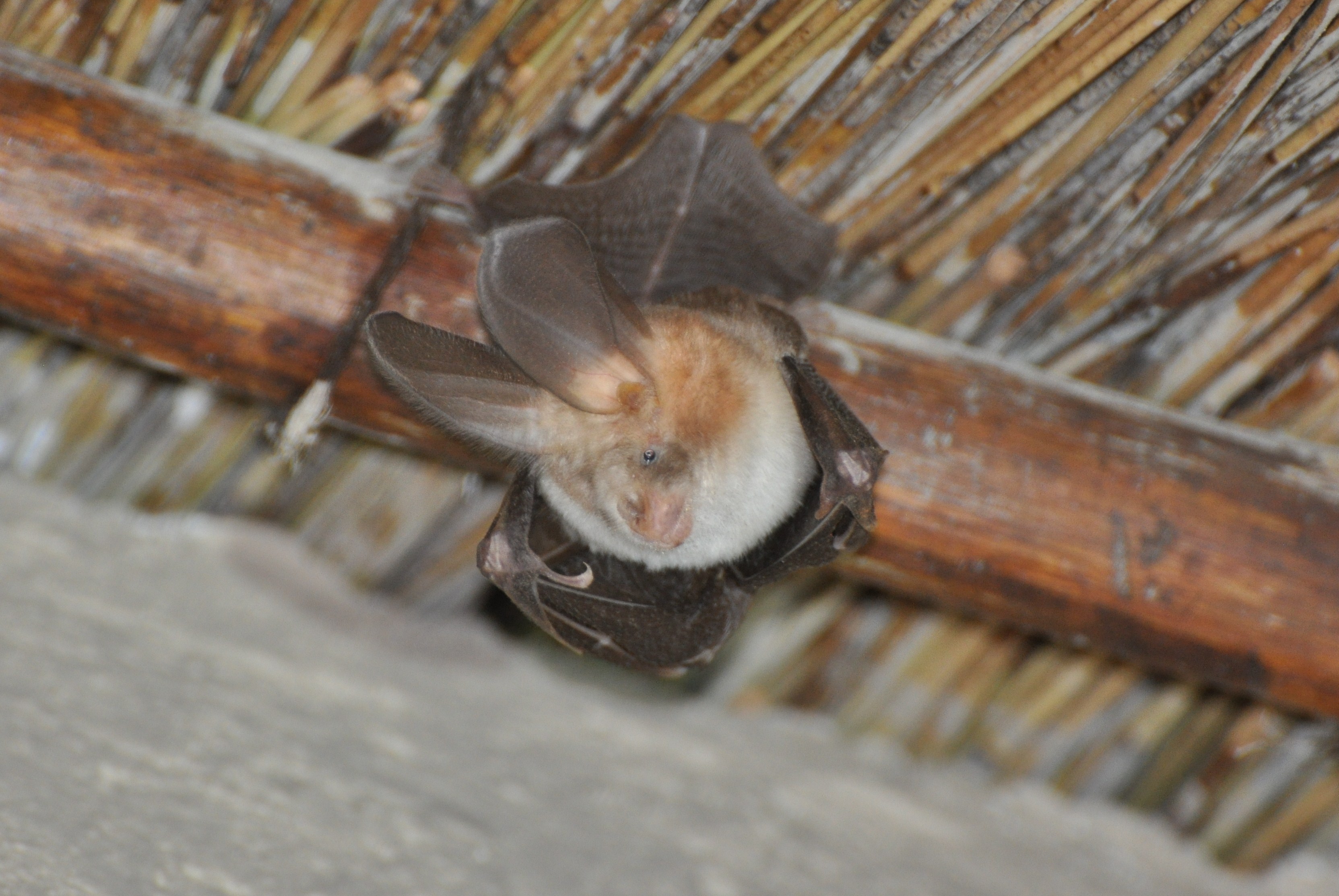 Image of Cape Long-eared Bat