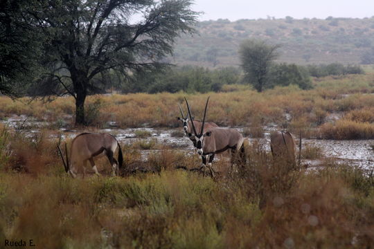 Image of Gemsbok