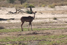 Image of Greater Kudu