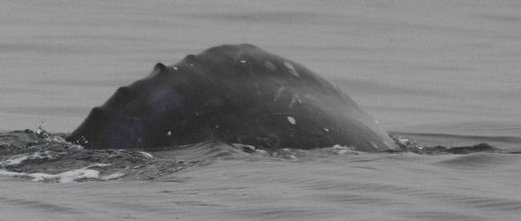 Image of Gray Whale