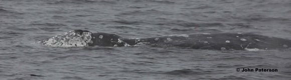 Image of Gray Whale