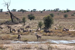 Image of Gemsbok