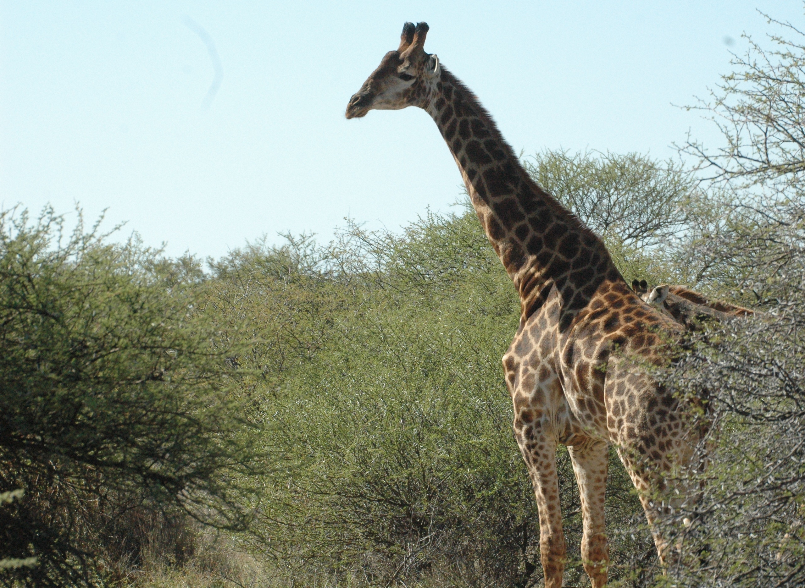 Image of South African Giraffe