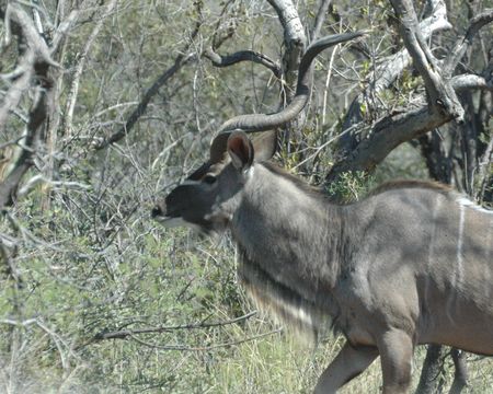 Image of Greater Kudu