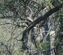 Image of Greater Kudu