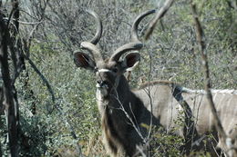 Image of Greater Kudu