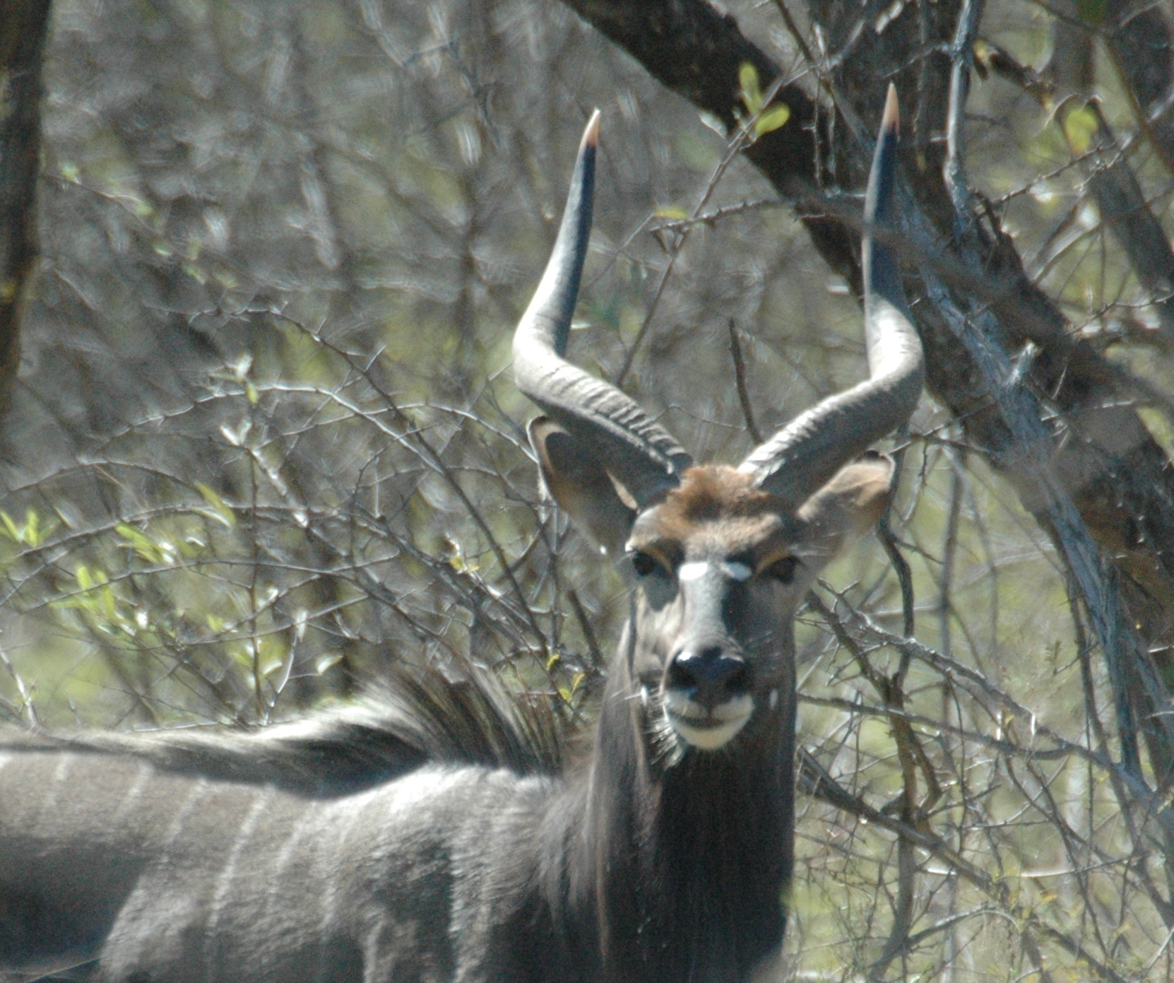 Image of Nyala