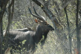 Image of Nyala