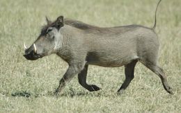 Image of Common Warthog