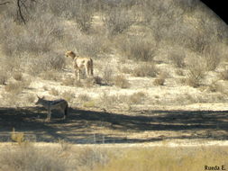 Image de Acinonyx Brookes 1828