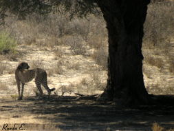 Image de Acinonyx Brookes 1828