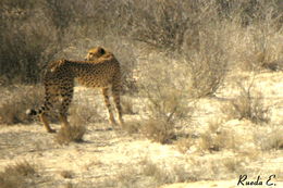 Image de Acinonyx Brookes 1828