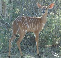 Image of Nyala