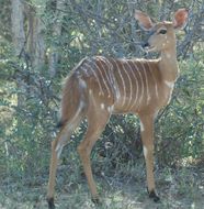 Image of Nyala