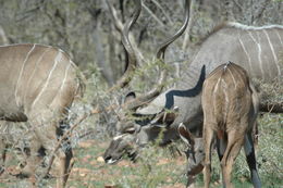 Image of Greater Kudu