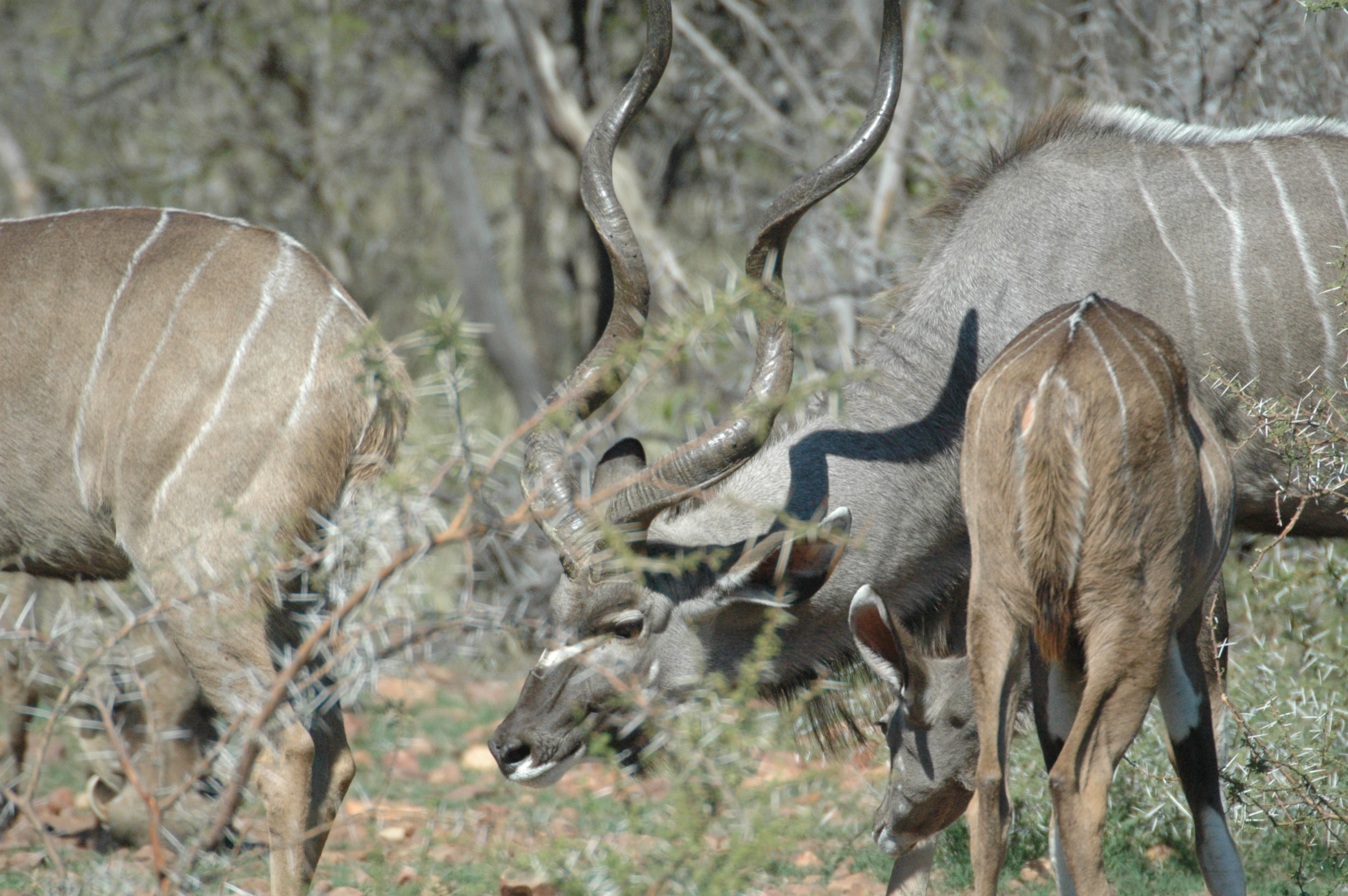 Image of Greater Kudu