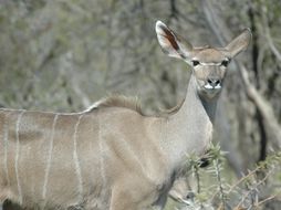 Image of Greater Kudu