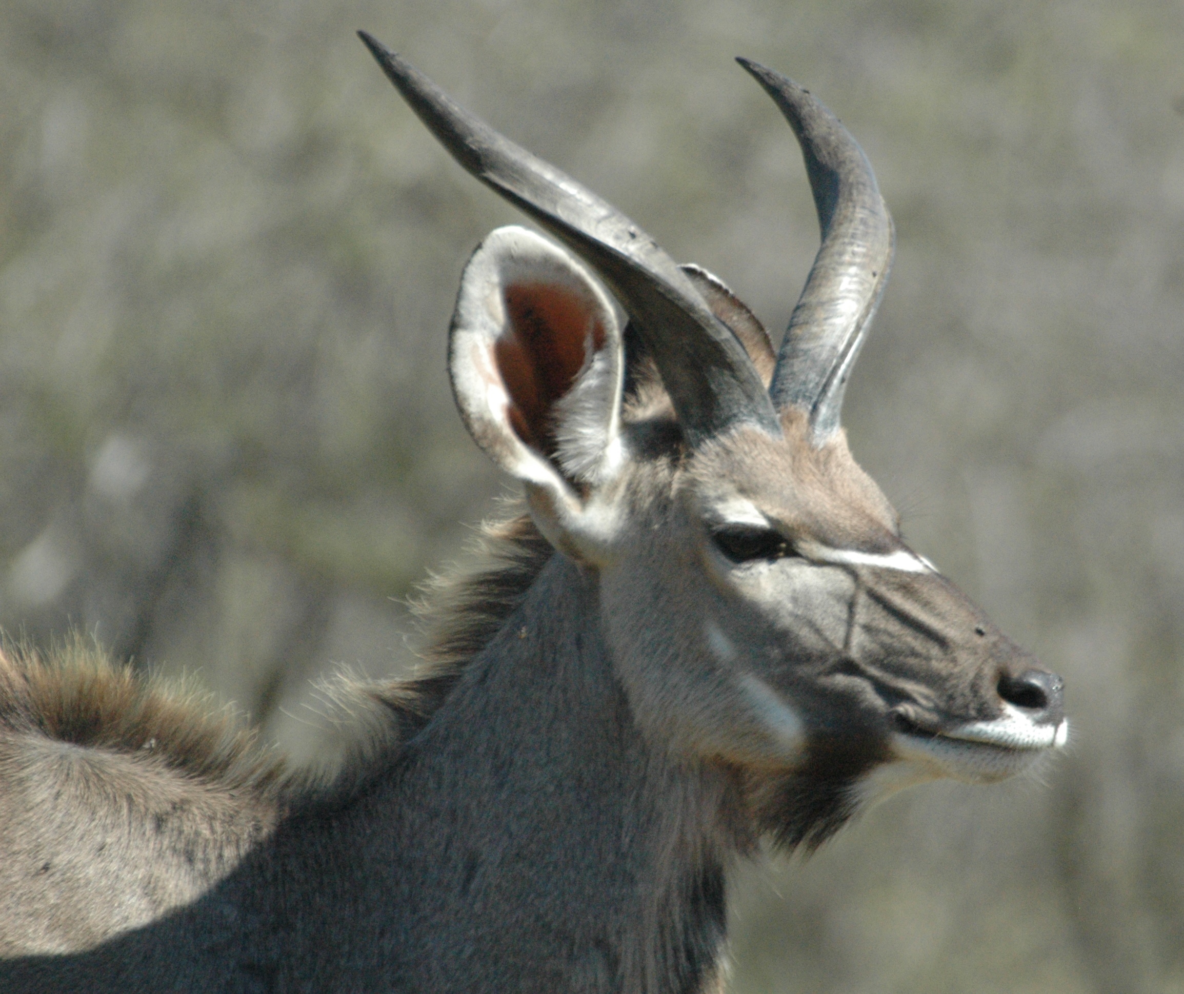 Image of Greater Kudu