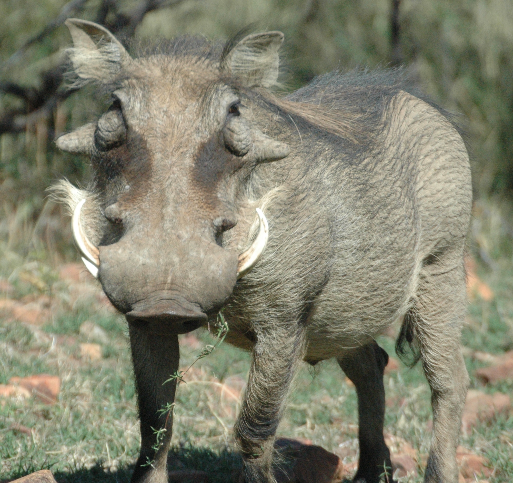 Image of Common Warthog