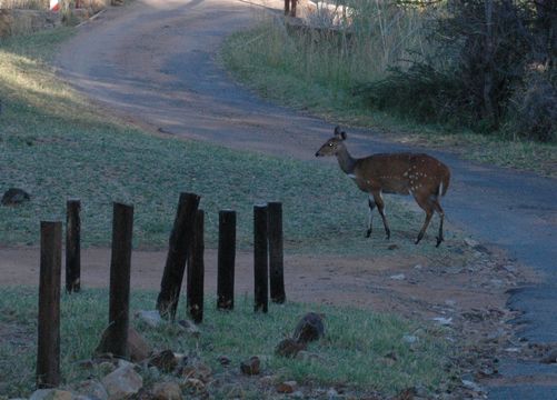 Image of Bushbuck