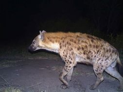 Image of Spotted Hyaenas