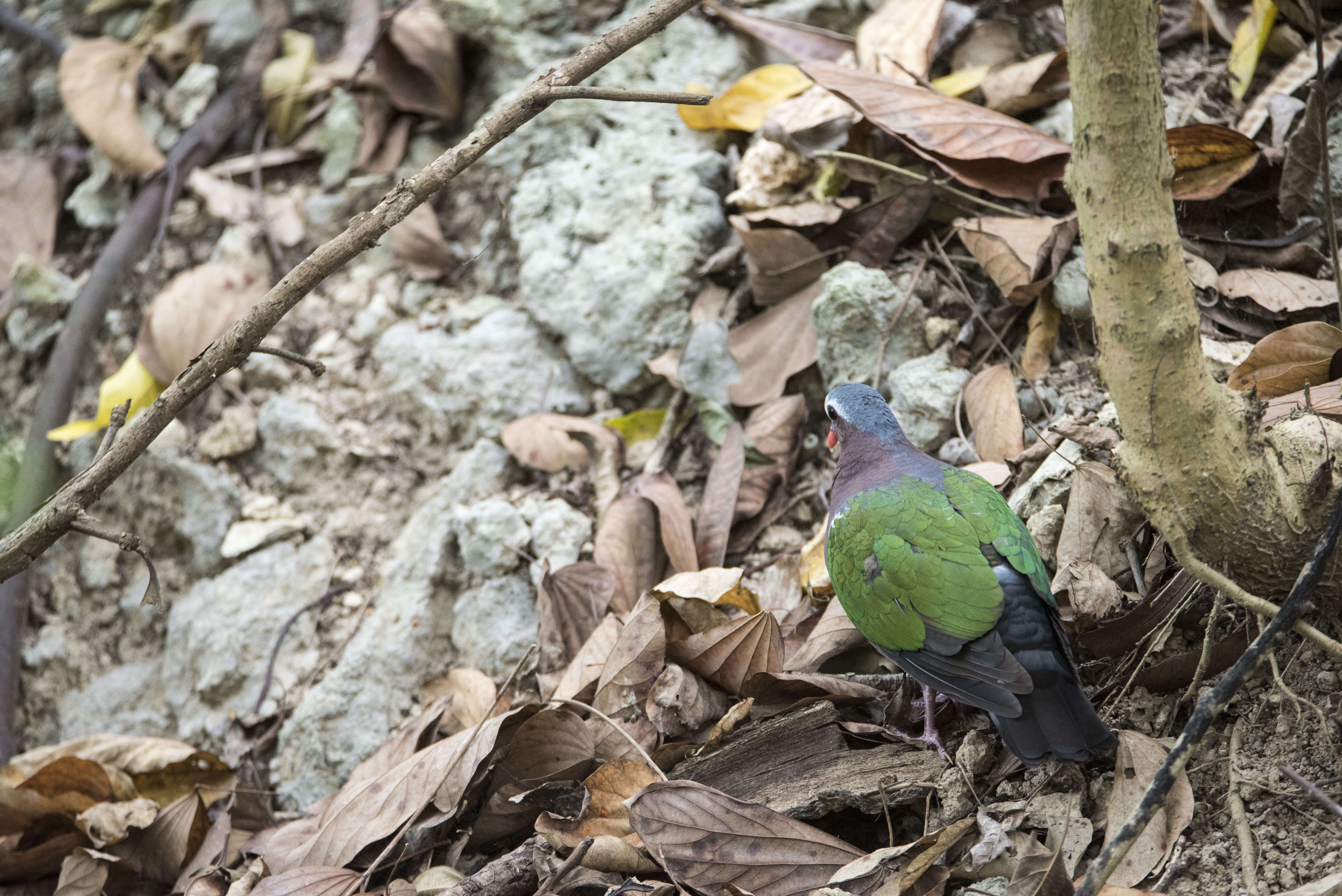 Image of Common Emerald Dove