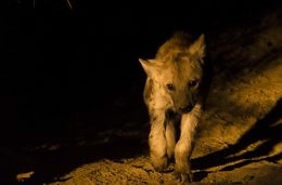 Image of Spotted Hyaenas