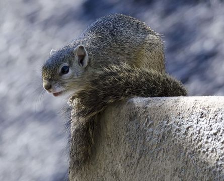 Image of Smith's Bush Squirrel