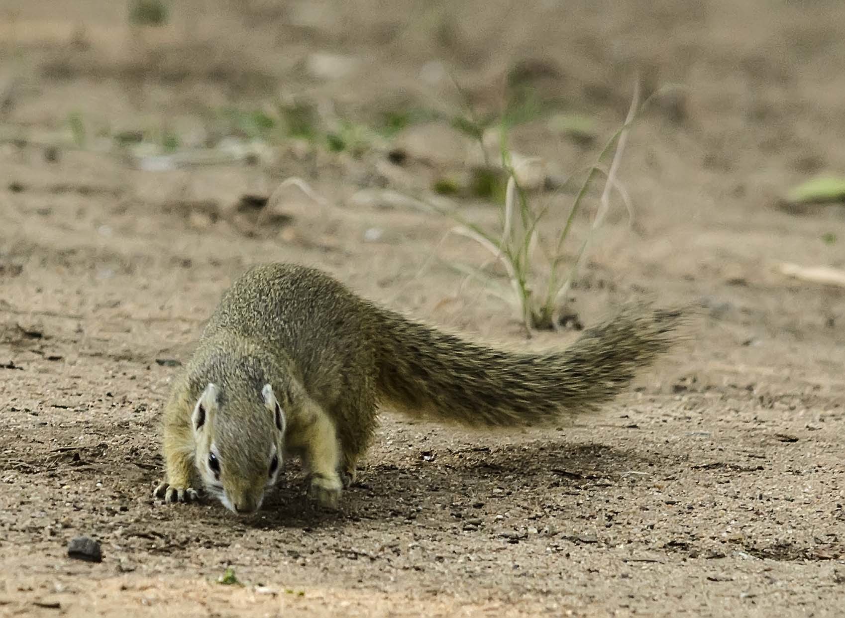 Image of Smith's Bush Squirrel