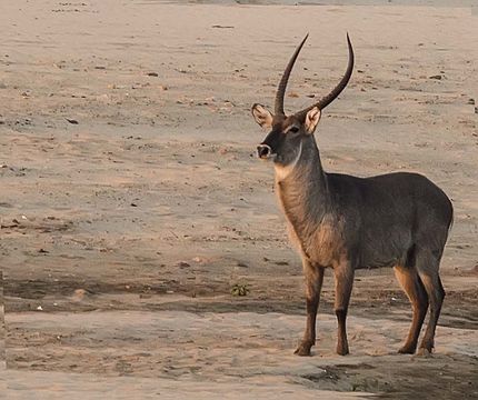 Image of Ellipsen Waterbuck