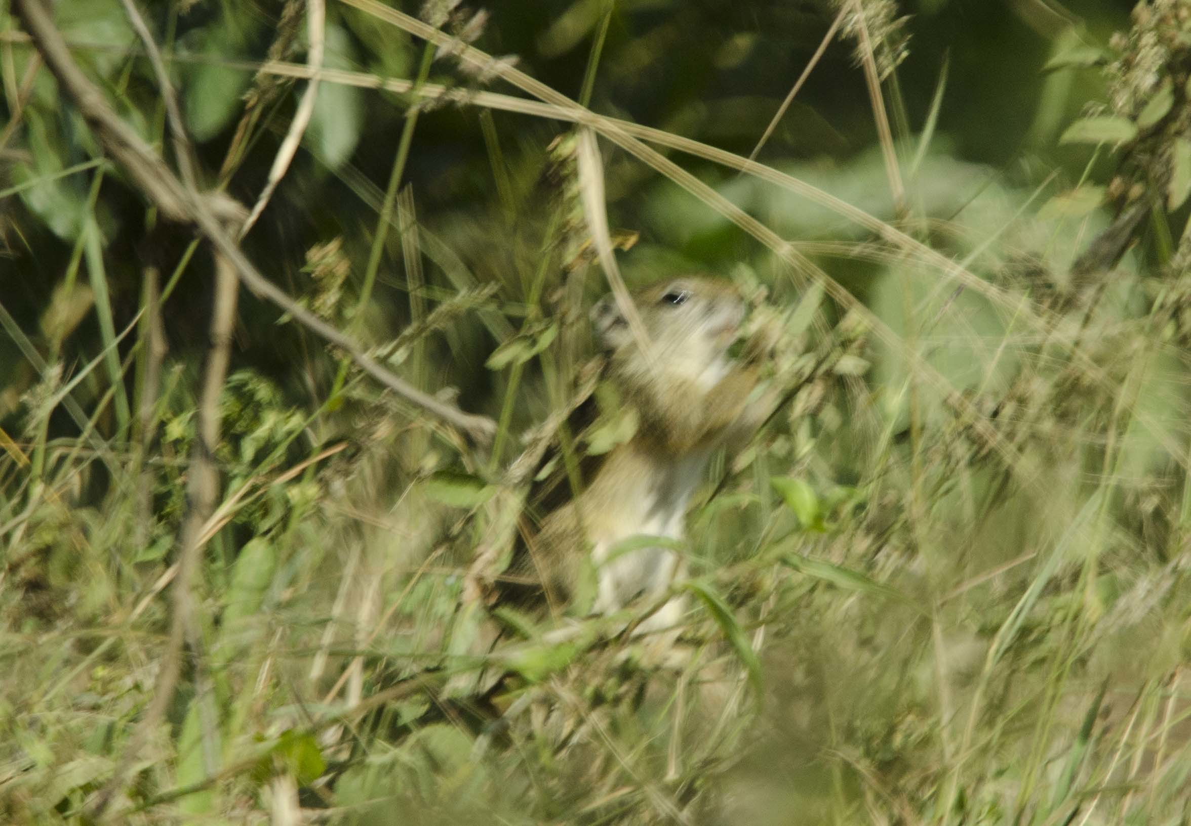 Image of Smith's Bush Squirrel