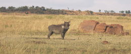 Image of Common Warthog