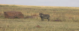 Image of Common Warthog