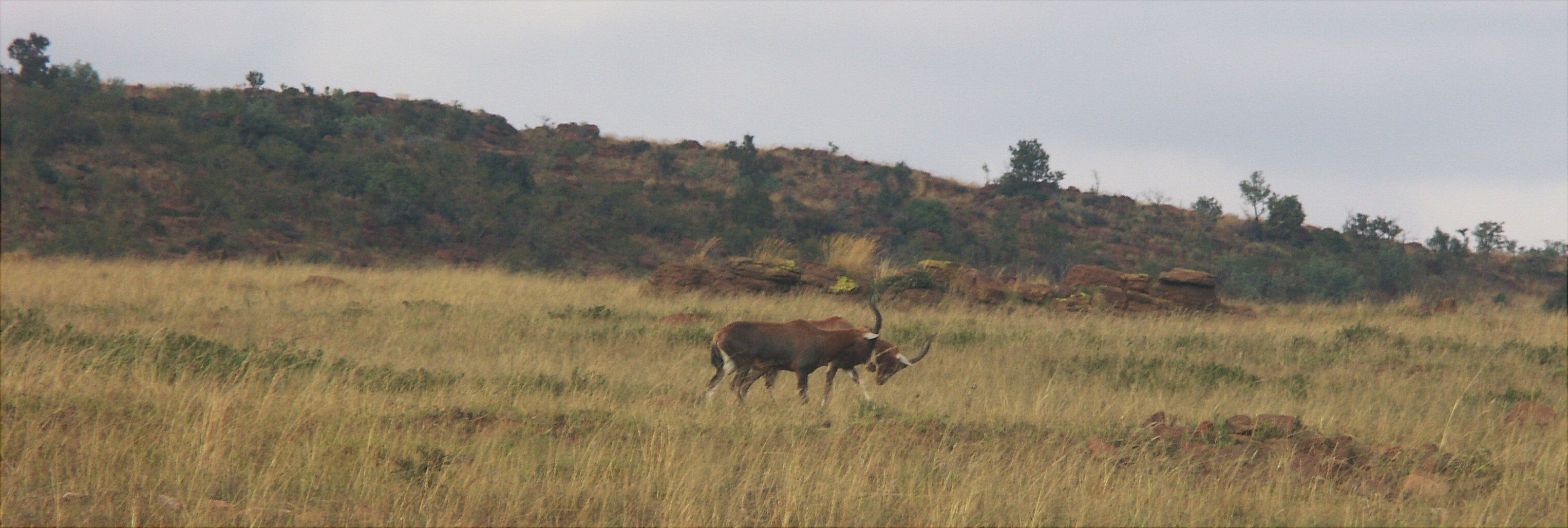 Image of Blesbok