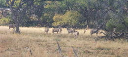 Image of Greater Kudu