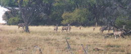 Image of Greater Kudu