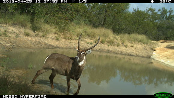 Image of Ellipsen Waterbuck