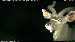 Image of Greater Kudu