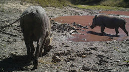 Image of Common Warthog