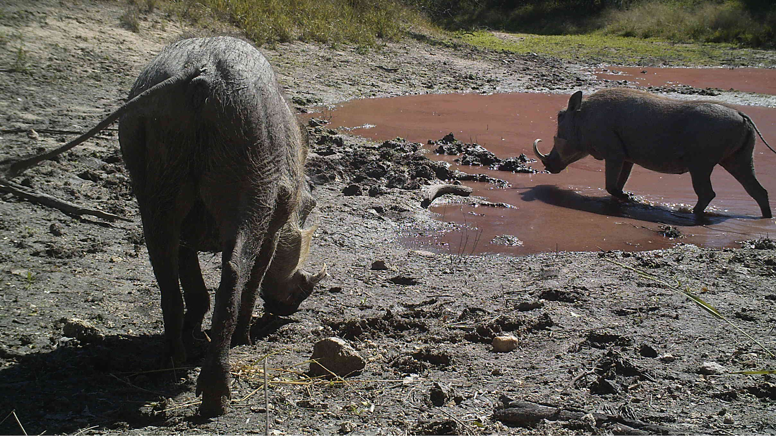 Image of Common Warthog